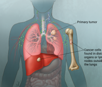 Сϸ���ΰ�����Ч�����Ʒ����ǻ���