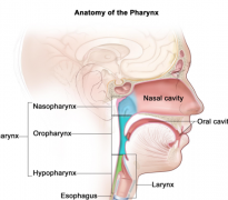 �ǲ���Ѫ�����ڱ��ʰ�֢״֮һ