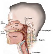 �����д�Ѫ�����ڳ����ı��ʰ�֢״