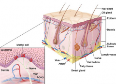 ���ڵ�Ƥ����֢״��Ϊ���׽�Ӳ�߿�״����