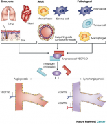 ֻ�ж��������Żᷢ�鰩֢ת��