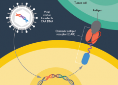 Gilead���¹�˾Kite���ڿ�������CAR-Tϸ���Ʒ�