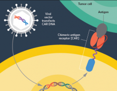 ȫ��չ��CAR-T�ٴ����������й�λ�ӵ�һ