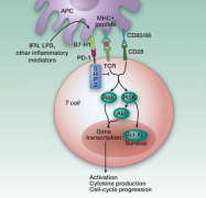 PD-1���Ƽ�Opdivo�������ӳ����ڷΰ�����������