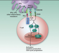 ���Ԥ�Ⱙ֢����ʹ��PD-1���Ƽ�����Ч