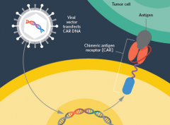 ���������Ʒ�CAR-T��ԭ����ʲô