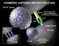 ϸ�������ͷ��ۺ����������CAR-T�Ʒ�������