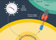 CAR-Tϸ����ͨ������ת�Ƽ�����������ѪT�ܰ�ϸ��������