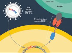 Yescarta(KTE-C10)��FDA��׼�ĵڶ���CAR-T�Ʒ�