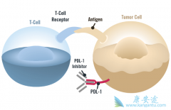Opdivo��Ϊ�׸�Ϊ�й�����NSCLC���ߴ�����������PD-1���Ƽ�