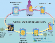 ŵ����CAR-T��ƷKYMRIAHΪ�ڶ���CAR-T�Ʒ�