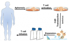 �����µ�CAR-Tϸ���Ʒ����۵���ŵ��