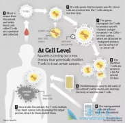 CAR-Tϸ�����Ƽ����ǰ�֢���Ƶ�һ����Ҫ�ֶ�