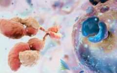 �ٴ�����PD-1�������ϻ��ƿɽ��ͷΰ�������