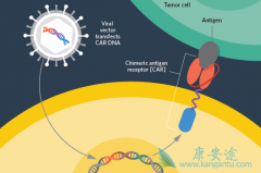 CAR-T�����Ʒ����ܻ�����ϸ�����ӷ籩