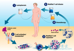 ĿǰCAR-T�Ʒ��ĳ����б군����CD19