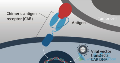˹������עʵ�����Լ�ͨ�û�CAR-T������о�