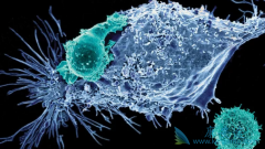 CAR-T�Ʒ�Kymriah�ĵ��������۶��Ԥ��