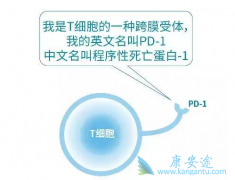 FDA��׼��PD-1���Ƽ�Ӧ���ڷΰ�������