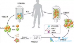 �׿�CAR-T�Ʒ���������ϸ������ʱ���ĵ���