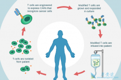 CAR-Tϸ�����Ʒ����򽫽��뵽2.0ʱ��