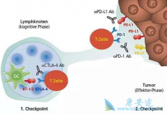 ����ʹ��PD-1ҩƷΪʲô�������ҩ?