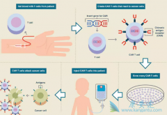 CAR-T�Ʒ��ҵ��˹ؼ���ϸ����Ⱥ���ź�