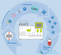 CAR-Tϸ�����Ʒ�����ȫ����Ƕ�Ͽ�ԭ����Tϸ�������Ʒ�