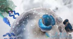 CAR-T���ƶԼ���B�ܰ�ϸ����Ѫ����Գ���