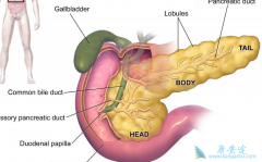 ���ٰ�֢״�ı��ֺ��շ��������ļ���