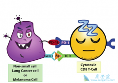 ������PD-1���Ƽ���θ��������ȡ�����ش��չ