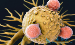 ���Ϻ�ҩ���ſ��Ϻ�������CAR-Tϸ�������о�