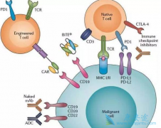 һζ����CAR-T�Ʒ��ļ۸�������ҵ��չ