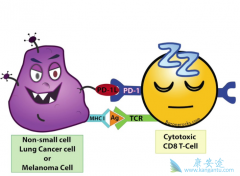 ����PD-1���Ƽ�ÿ������Ʒ��ÿ��ܲ�����ʮ��Ԫ