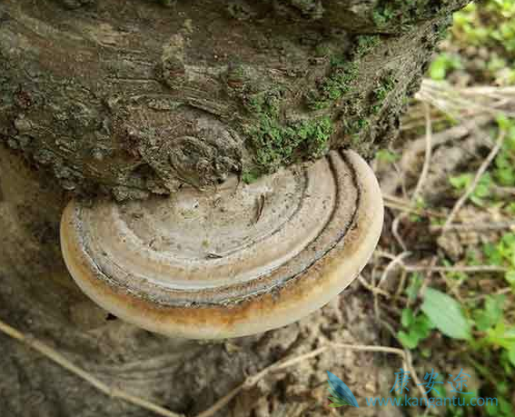 ���Ʒΰ���ƫ��