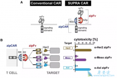 CAR-T�Ʒ���һ���ܼ��������ĸ�����