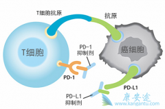 Ŀǰ������PD-1/PD-L1���Ƽ�����Щ��