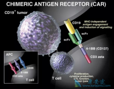 CAR-T�Ʒ���������ϸ����������ϸ��