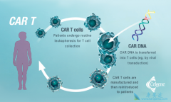 CAR-Tϸ�����Ƶ���ʵ����Ч����ô����������Խ���CAR-T���ƣ�