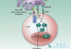 ������ʹ��PD-1����������辯�踱���ó���