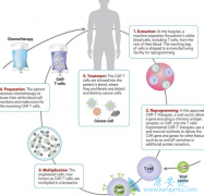 CAR-T�����ư�Ѫ����CAR-T��Ѫ�����κ���