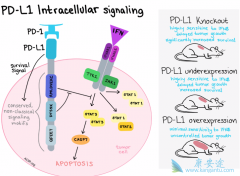 PD-1/PD-L1����ҩ����ʲô�ֱ�