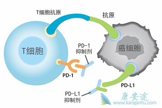PD-1���Ƽ�