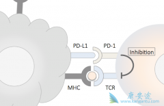 PD-1���Ƽ���PD-L1���Ƽ���ʲô����