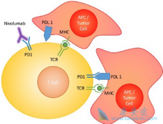 PD-1���Ƽ������ӳ��ֲ����ں�ת���Է�Сϸ���ΰ����ߵ���������