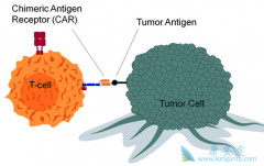 CAR-Tϸ���Ʒ����ƶ෢�Թ�����Ӧ���ʴ�100%