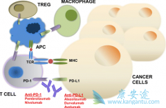 PD-1���Ƽ�Cemiplimab����Ƥ����״ϸ������Ч�ʴ�50%