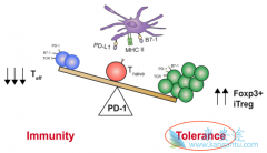 Keytruda����PD-L1���Էΰ����ߵ���Ч����ʤ����