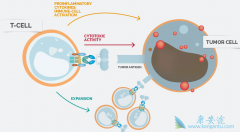CAIR-T���������Ʒ����������Ѫ������Ч����
