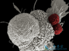 ̩����/�����鵥�����ϷŻ�������LASHNC�и���OS������